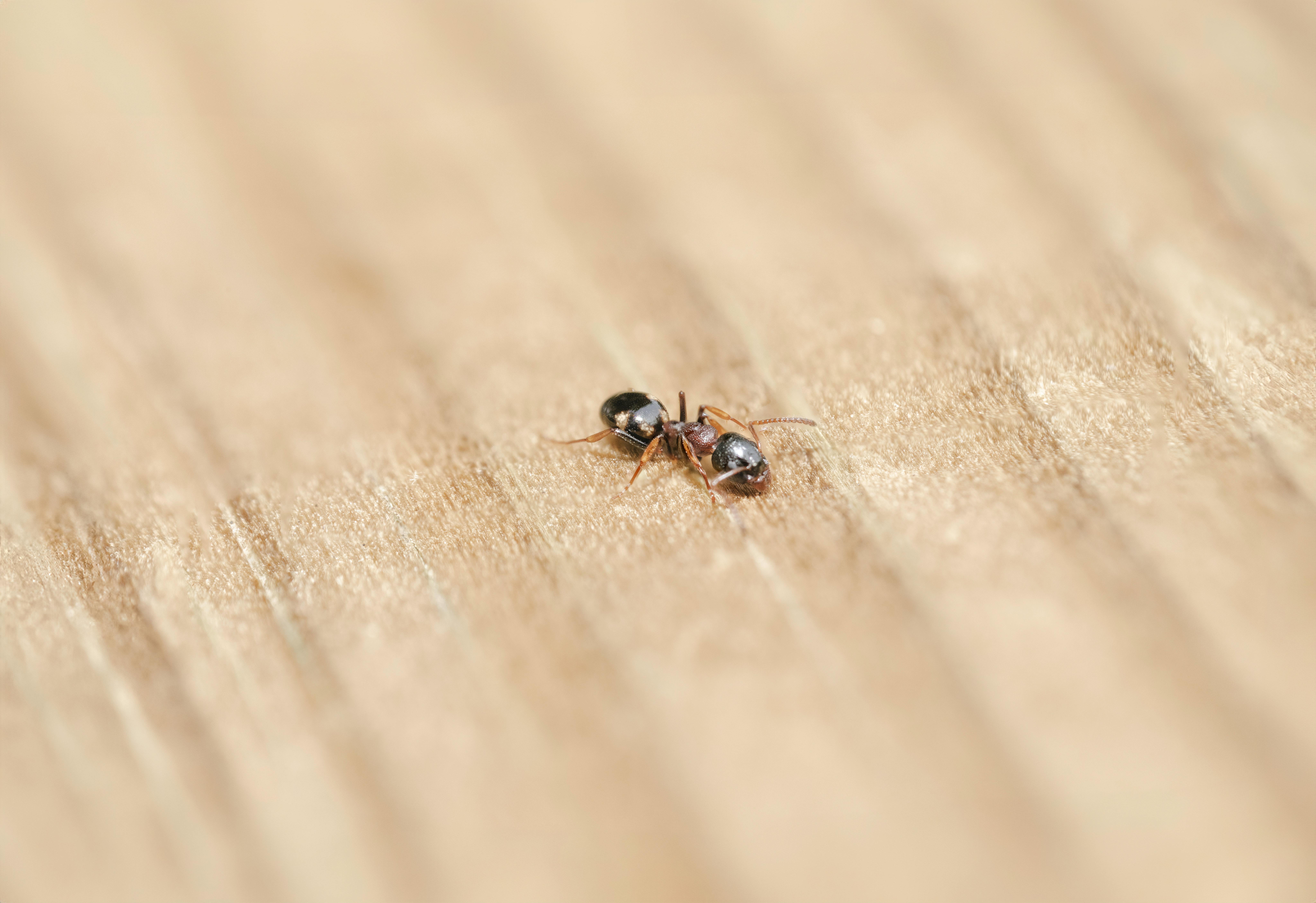 How much does ant control cost in Cumming, Georgia? 2 Close‑up of a line of ants marching across a wooden surface