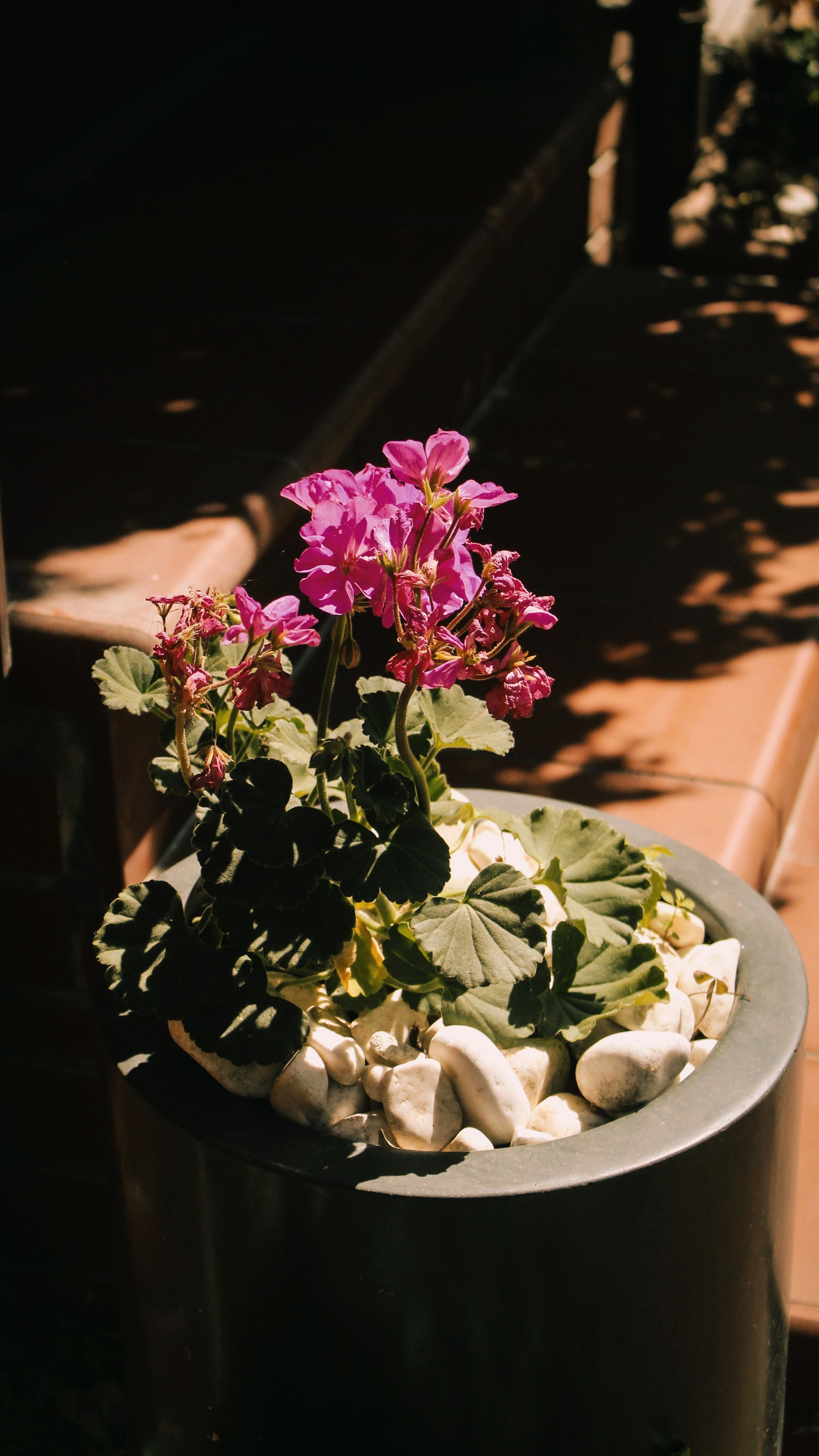 Gratis Un geranio rosa in fiore in una fioriera moderna su un patio soleggiato, perfetto per l'atmosfera estiva. Foto a disposizione