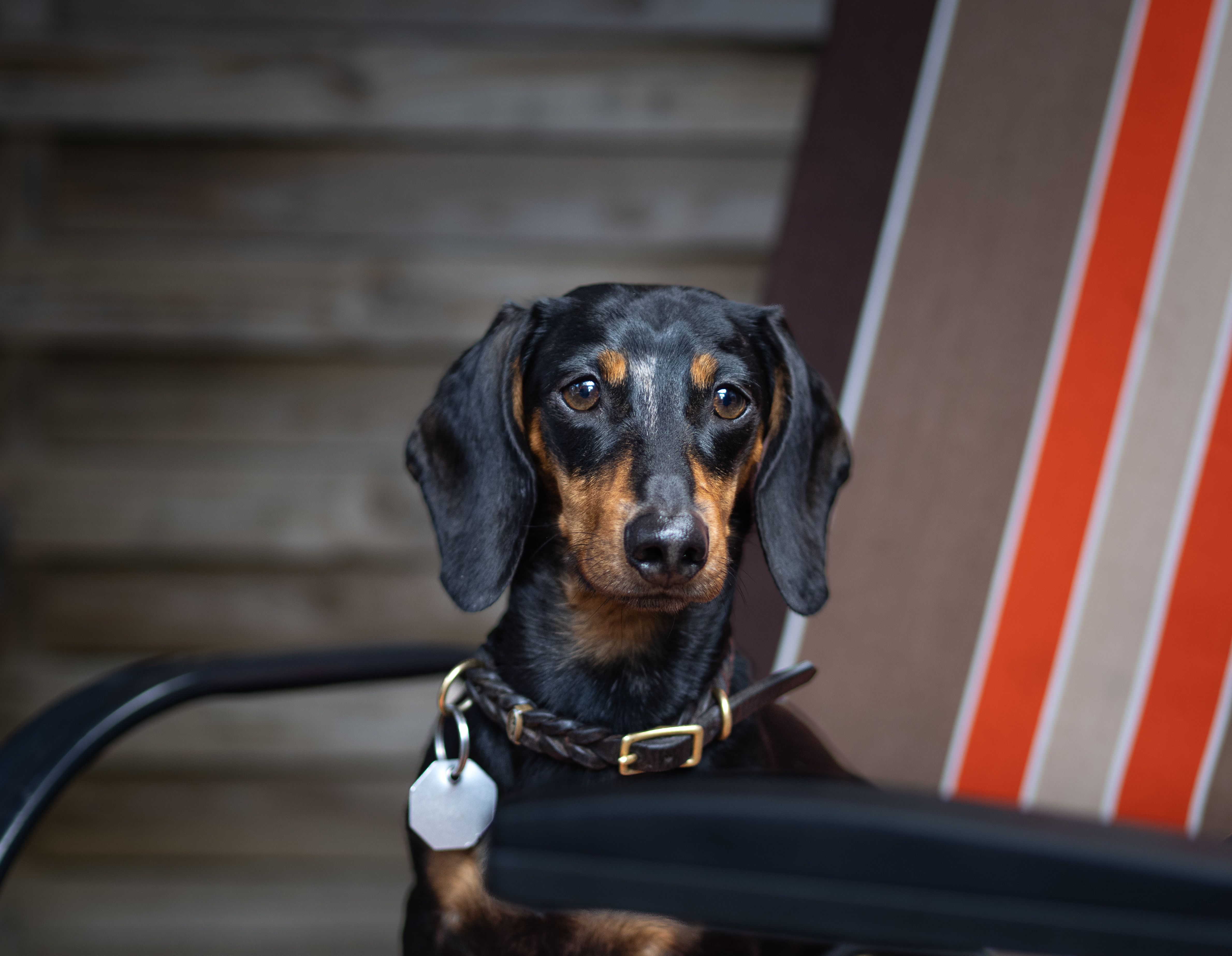 pet insurance pet health coverage — Photo by Ana  Dolidze on Pexels