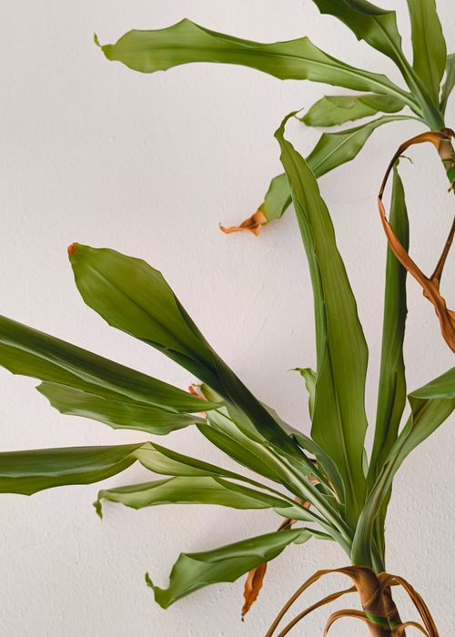 Free Close-up of a green indoor plant with broad leaves against a minimalist white backdrop. Stock Photo