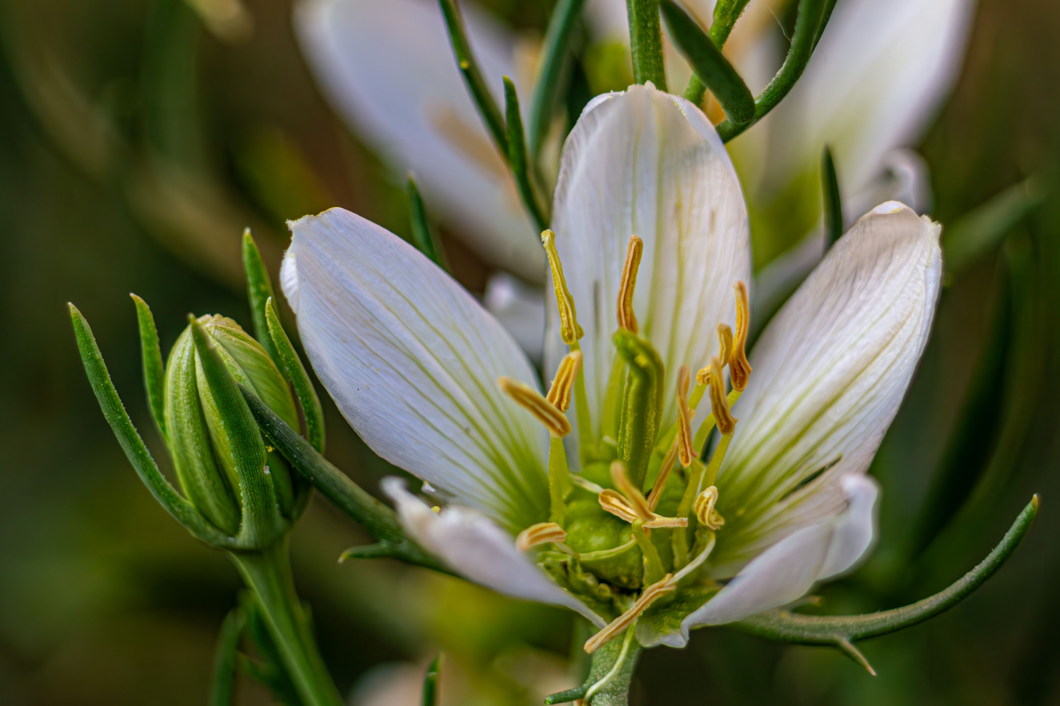 Close-up of White Flower in Bloom With Green Buds · Free Stock Photo