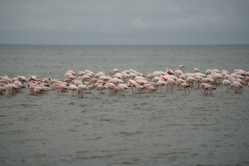Walvis Bay Lagoon & Pelican Point