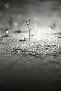 Black and white image of a lone plant in a shimmering snowy landscape, creating a dramatic contrast.