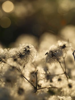 Close-up of fluffy seed pods illuminated by warm golden sunlight with a soft bokeh background.