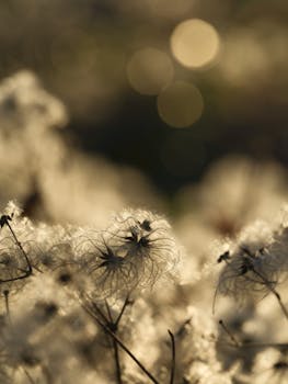 Detailed view of fluffy seeds highlighted by warm, golden sunlight and artistic bokeh.