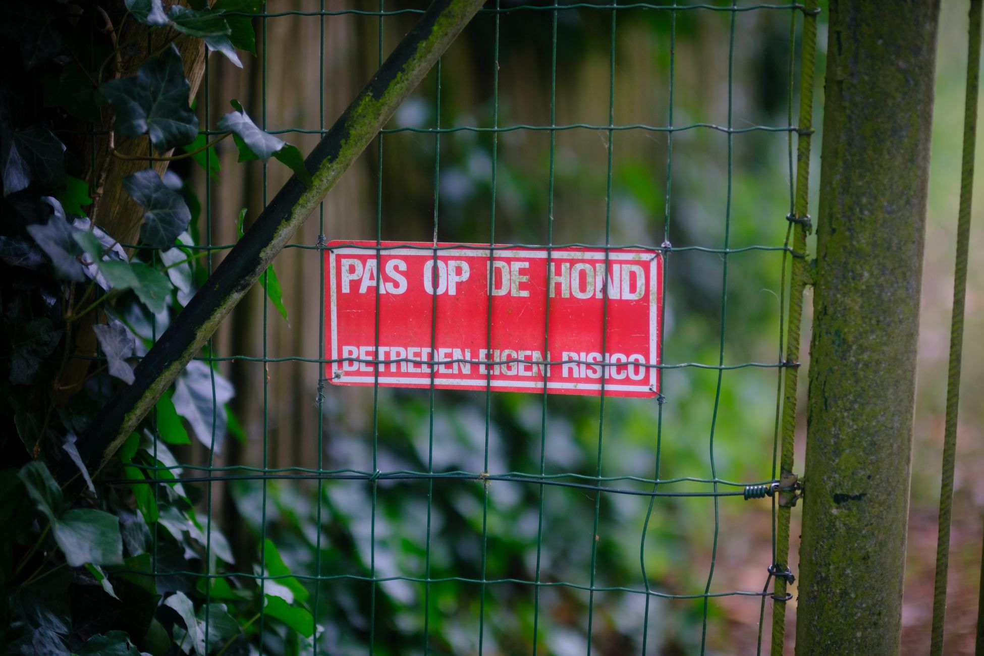Plant vormt plaag voor honden en katten