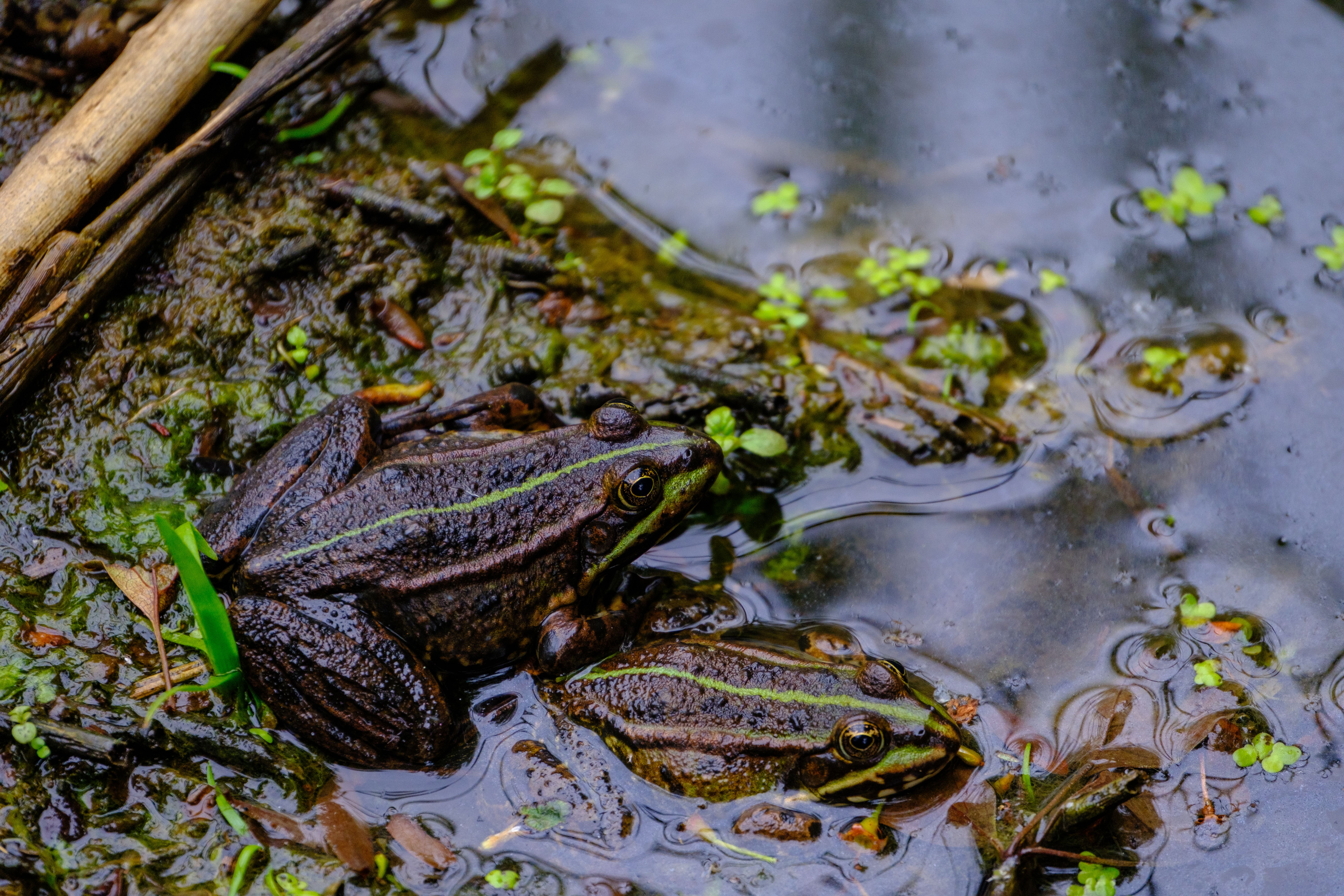 Close-up of Two Frogs in a Natural Habitat · Free Stock Photo