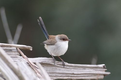Free A delicate Superb Fairywren perched on a rustic wooden log with a blurred natural background. Stock Photo