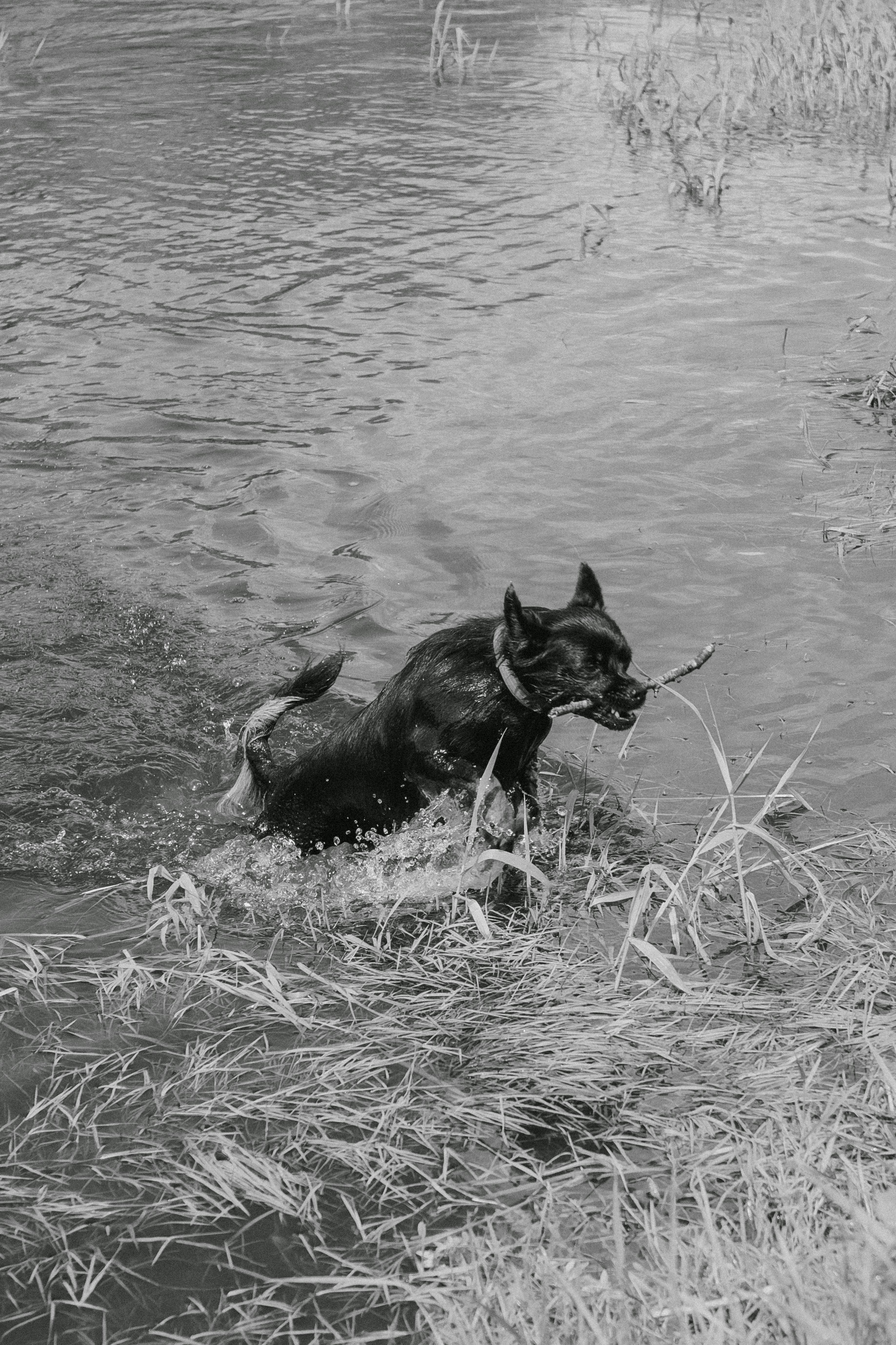 Why Do Dogs Have Wet Noses? Discover The Surprising Science! 8 Wet Nose, Happy Dog: What This Common Trait Reveals About Canine Behavior