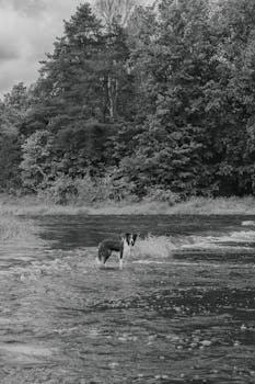 A black and white photo of a dog standing in shallow river waters surrounded by lush trees.