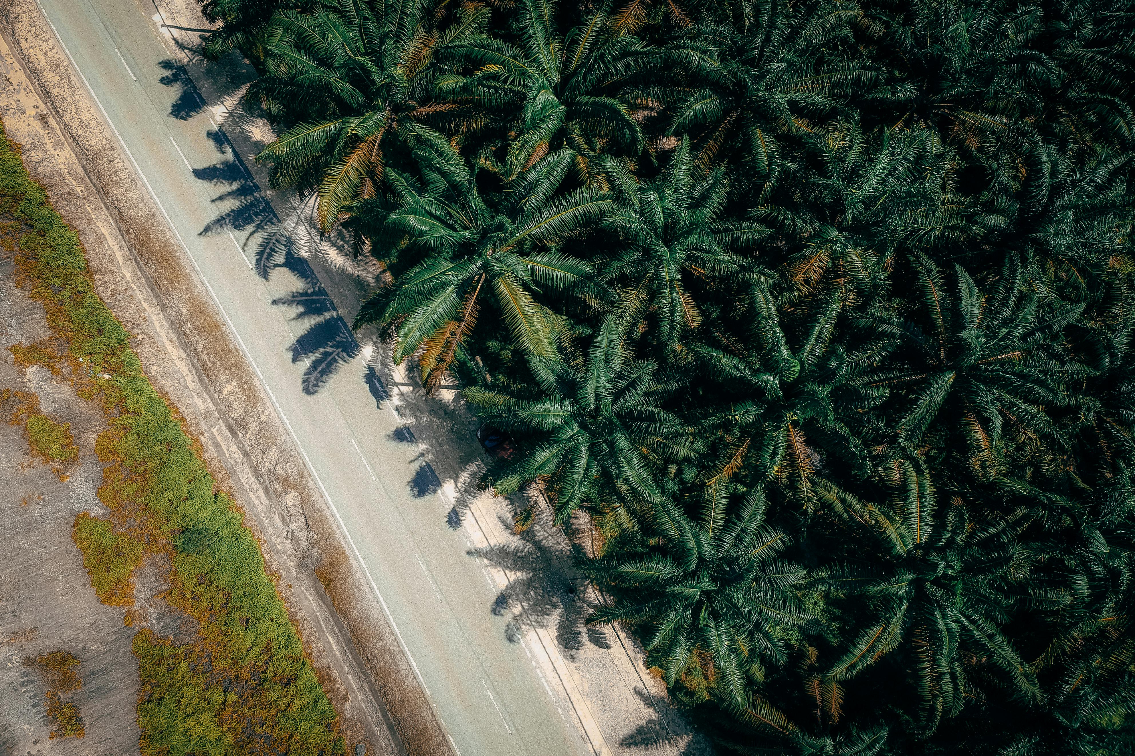 Aerial View of Coconut Trees Near the Road · Free Stock Photo