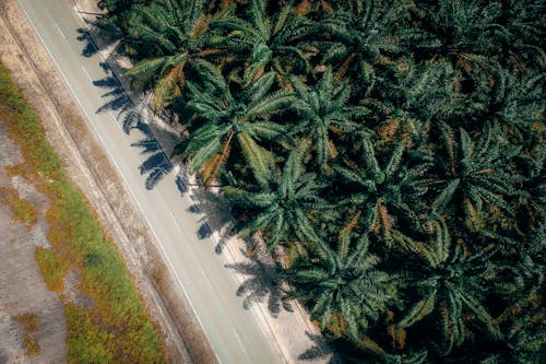 Aerial View of Coconut Trees Near the Road
