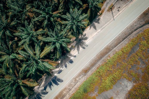 Free Trees Beside Road Stock Photo