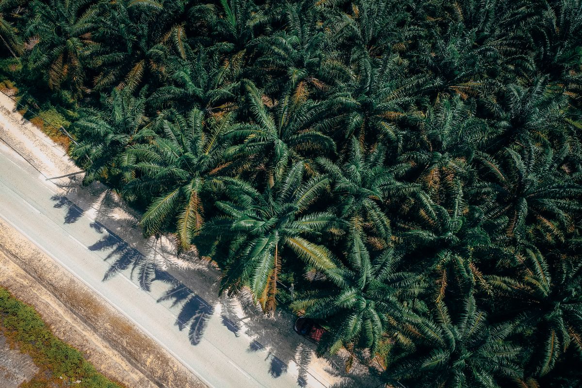 huile et graisse de palme halal ou haram - Les additifs et ingrédients à risque : vigilance pour le consommateur musulman