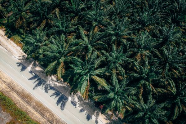 Palm tree plantation with rows of palms in daylight