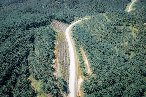 Free Bird's Eye View Photo of Road And Trees Stock Photo