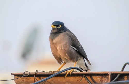 Free Close-up of a Common Myna bird perched on a roof. Clear blue sky background. Stock Photo