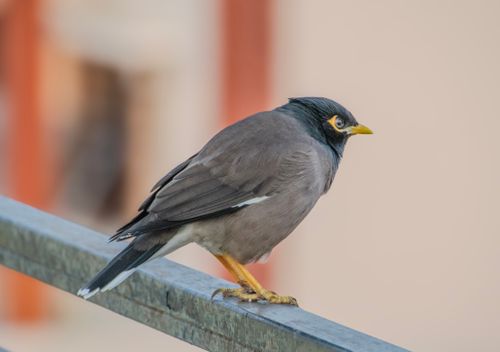Free Detailed view of a common myna bird resting on a railing outdoors. Stock Photo