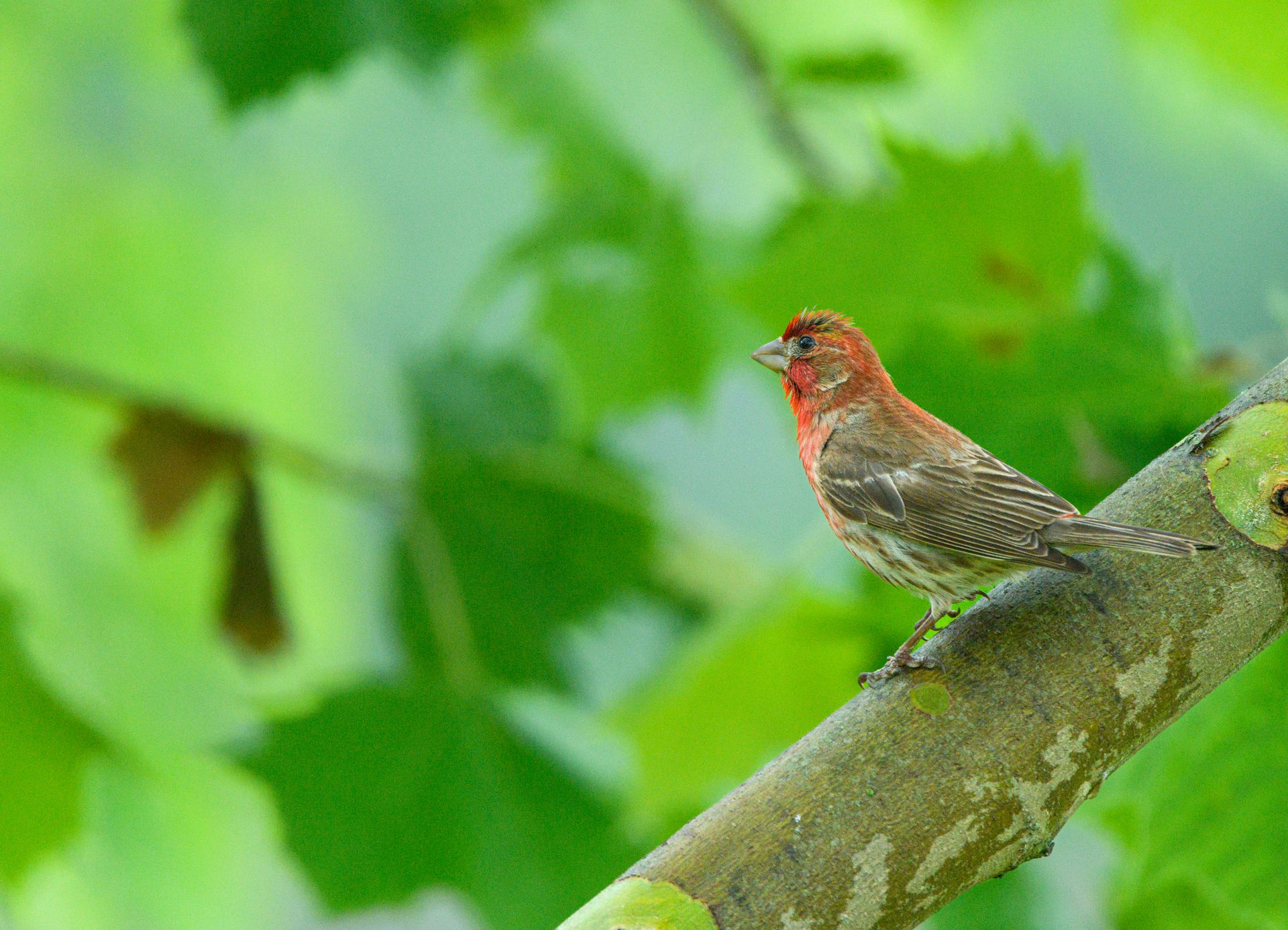Vibrant house finch perched on a leafy branch, in a lush green setting during daylight.