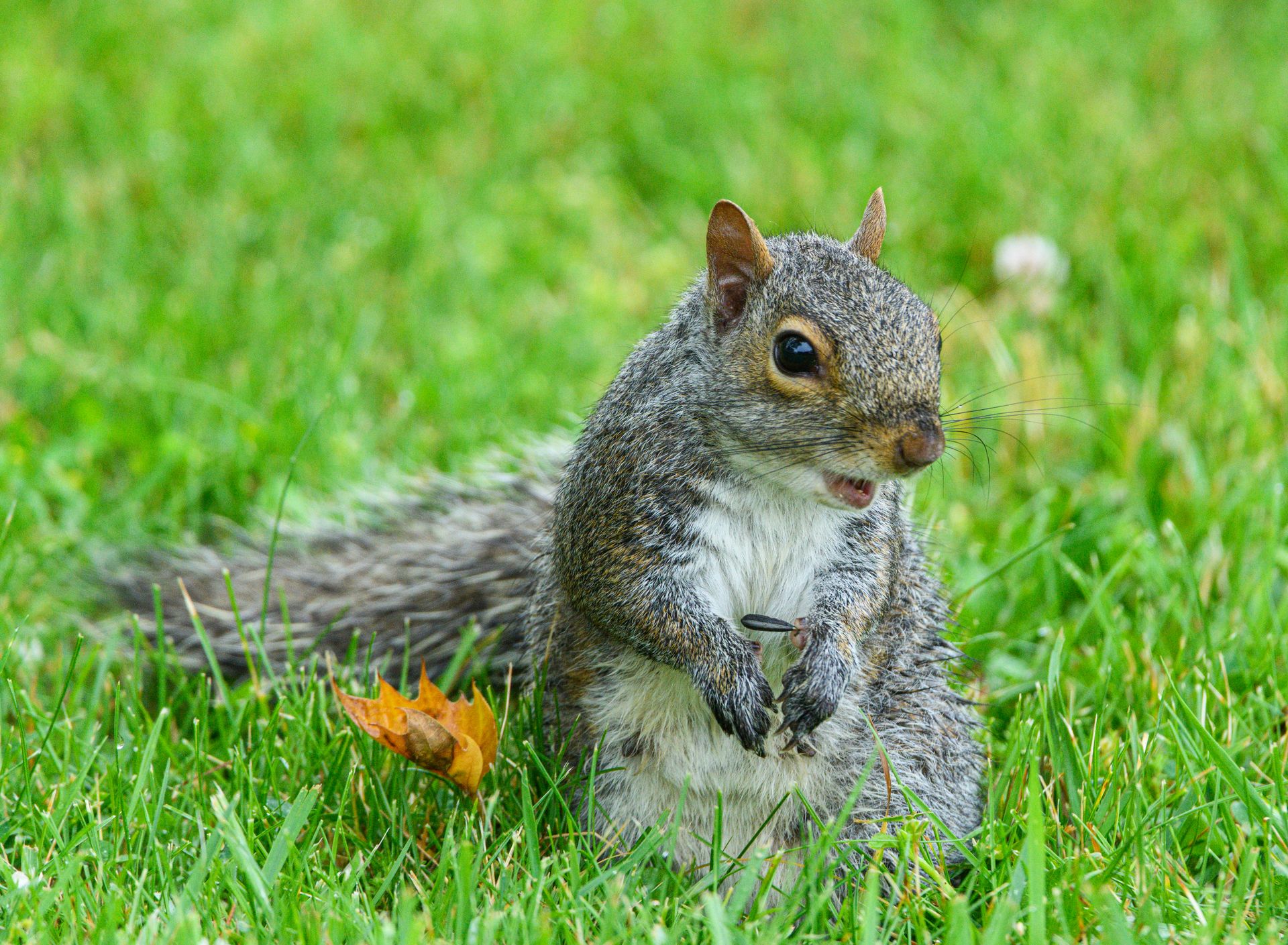 A vibrant close-up of an Eastern Gray Squirrel on a grassy field, holding a seed.