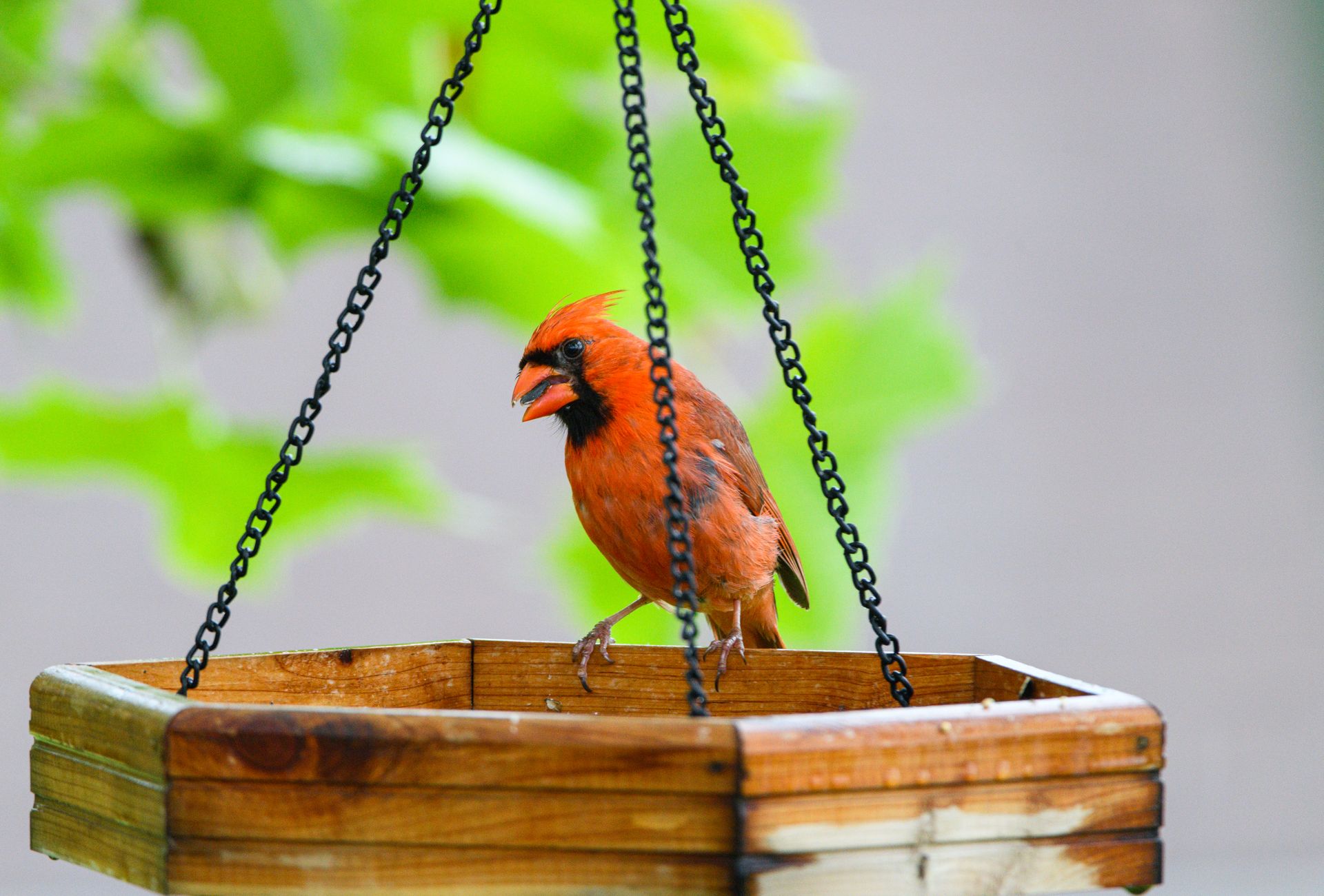 A bright red cardinal sits elegantly on a wooden bird feeder against a blurred green background.