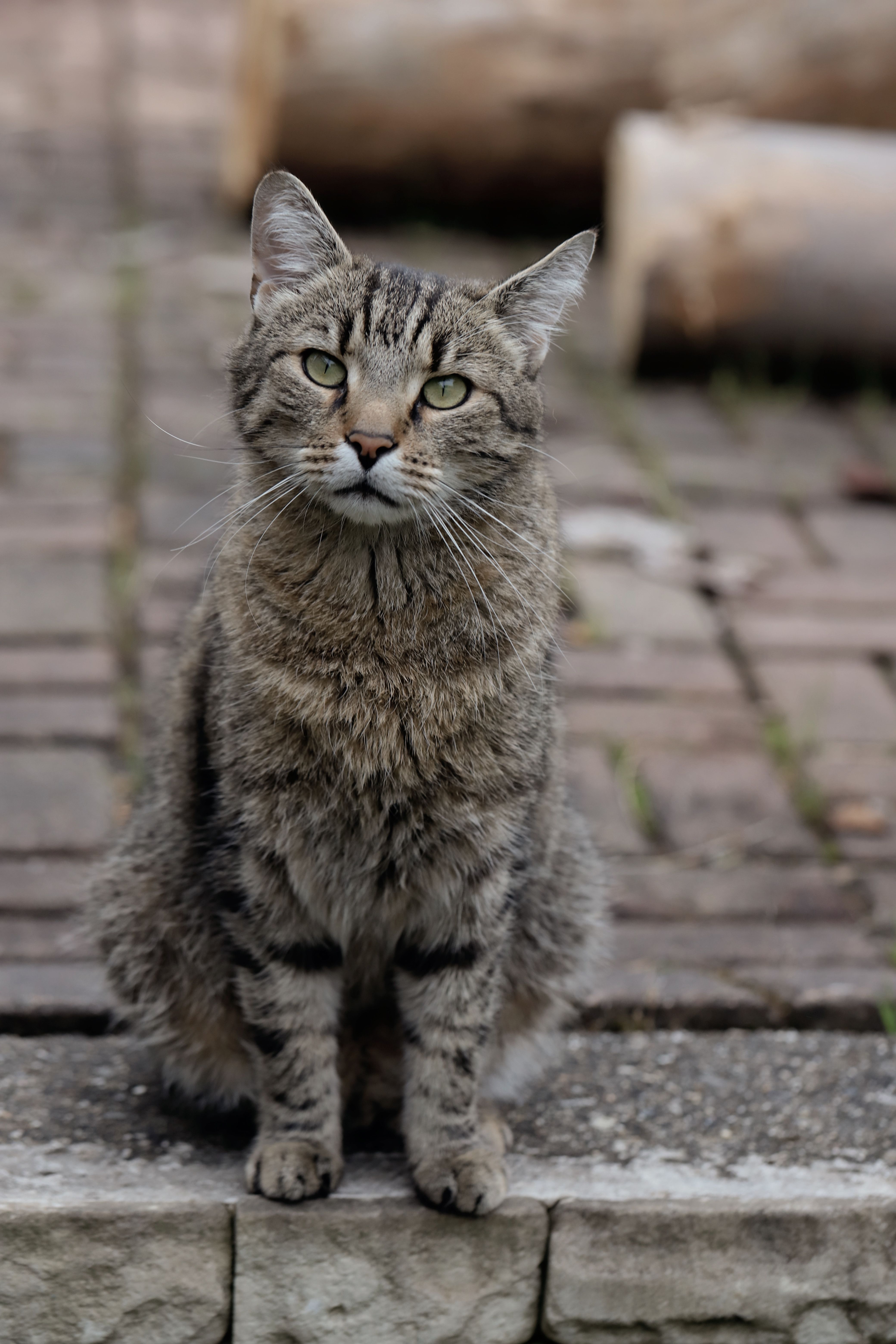Tabby Color Photos, Download The BEST Free Tabby Color Stock Photos ...