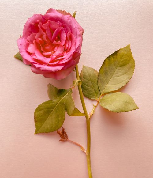 Free A single pink rose with green leaves on a pastel background. Stock Photo