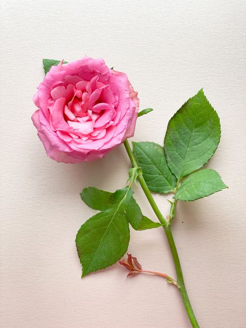 Free A pink rose with green leaves on a light background, showcasing simplicity and elegance. Stock Photo