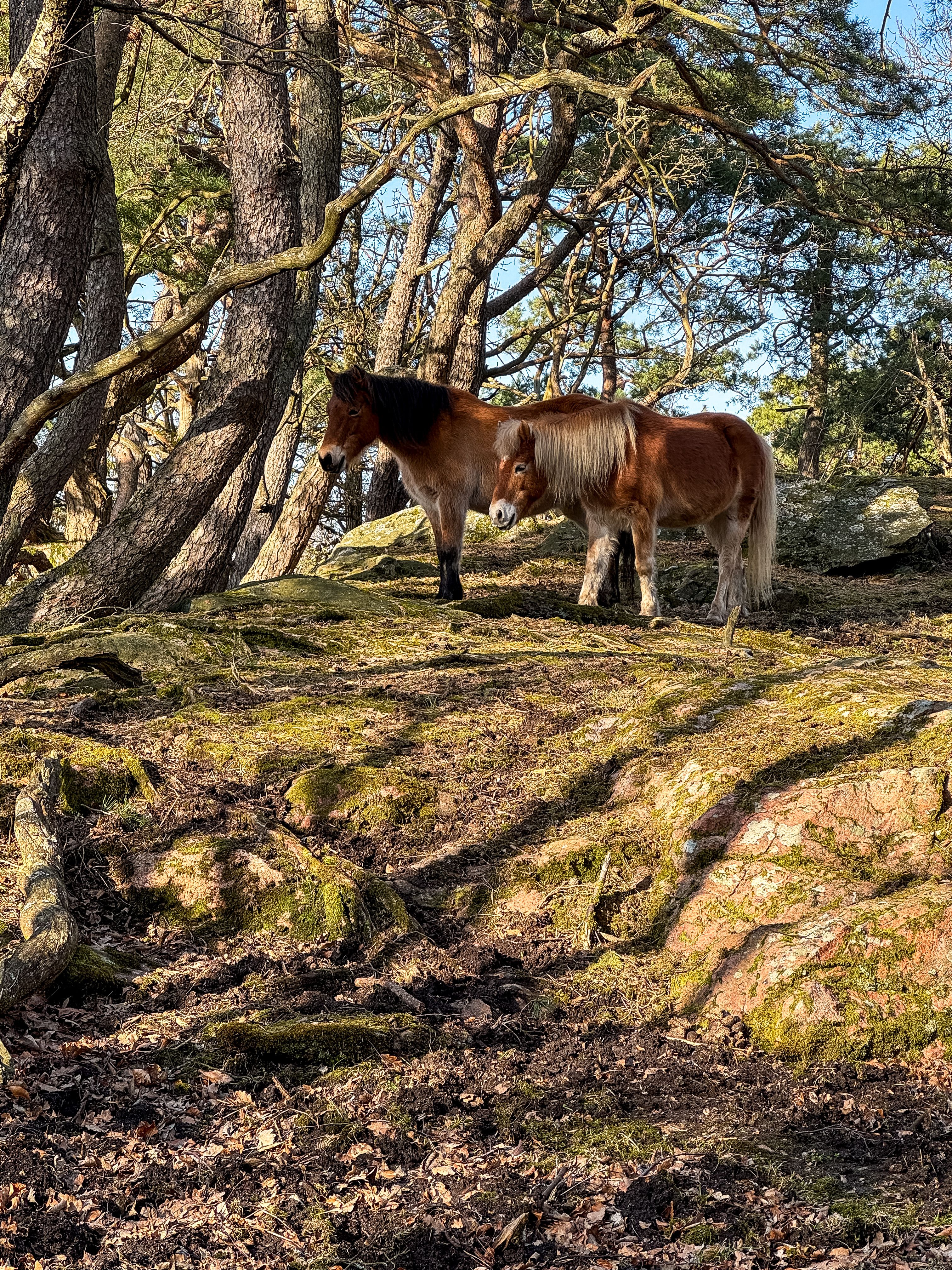 Juliette Stj Pony Photos, Download The BEST Free Juliette Stj Pony