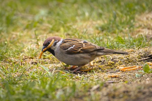 Free Close-up of a sparrow eating mealworms on grassy ground outdoors. Stock Photo