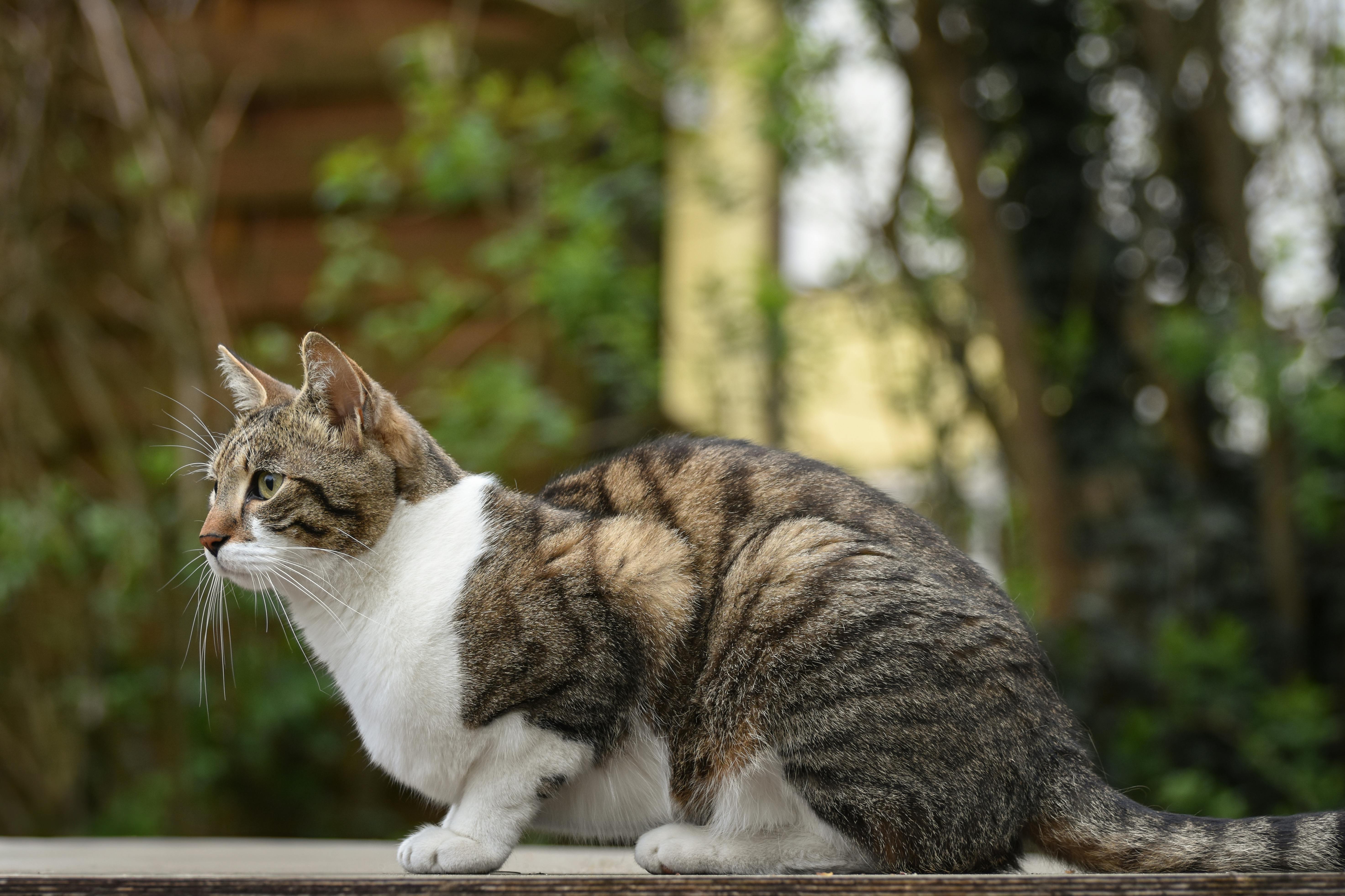 Adorable tabby cat outdoors on a sunny day, capturing its curious nature and beautiful fur pattern.