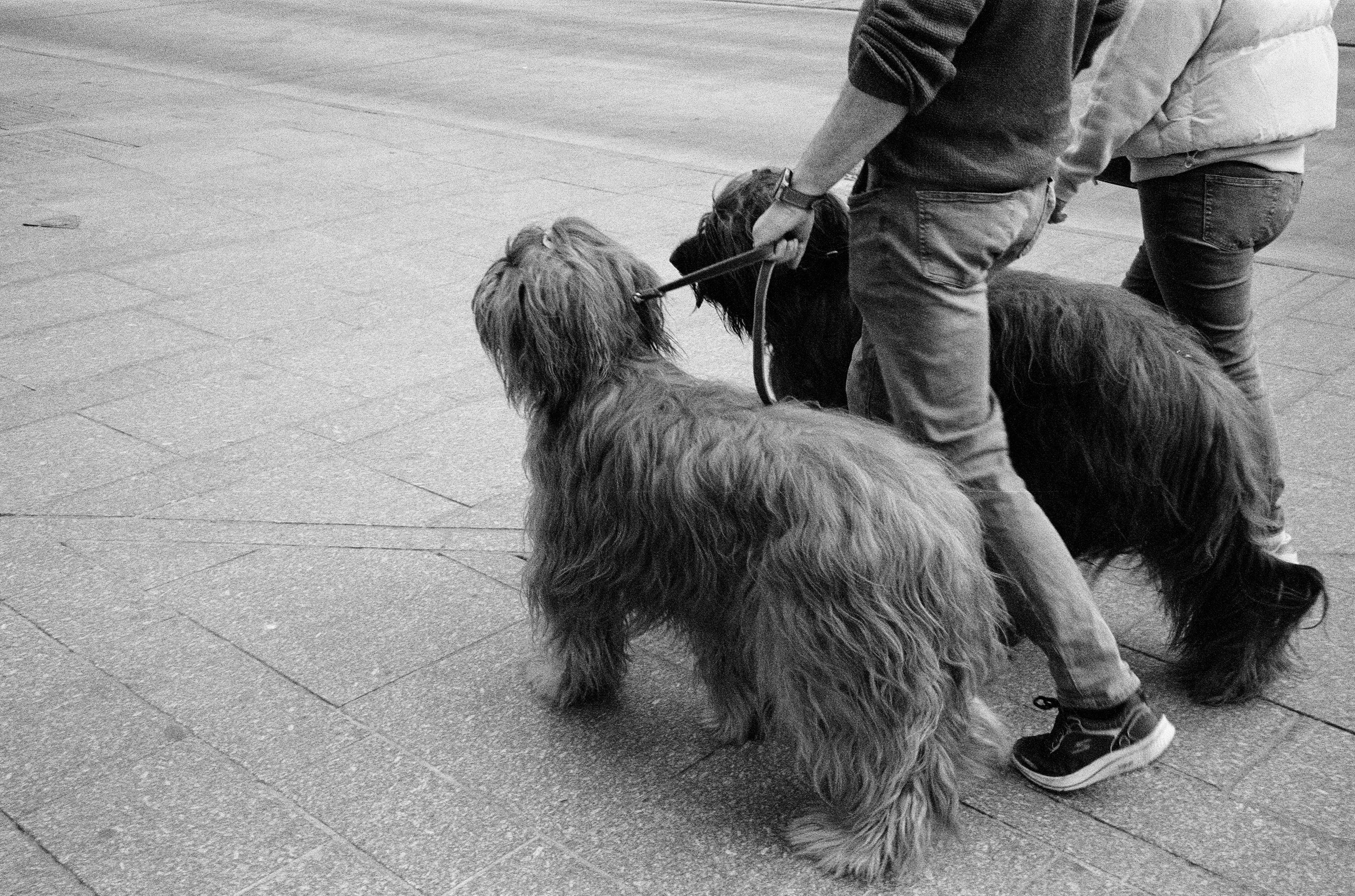 Walking Briard dogs on an urban street in France. Classic black and white photography.