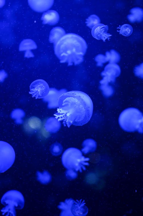 Free Mesmerizing view of blue jellyfish glowing in Vienna's oceanarium. Stock Photo