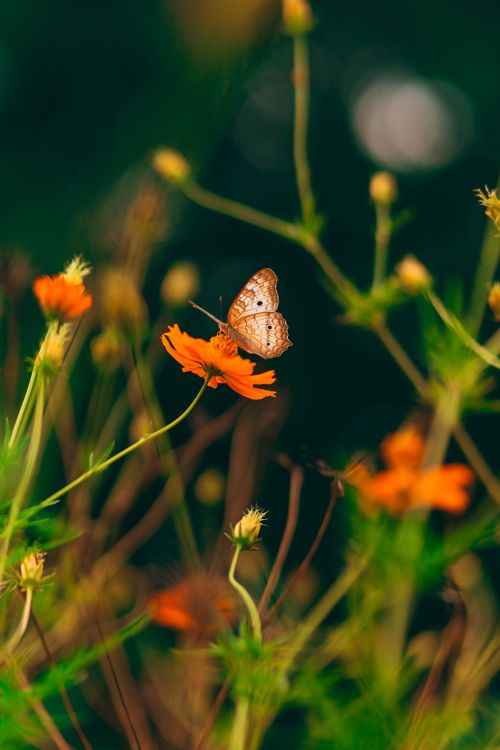 Free A delicate butterfly on a bright orange cosmos flower in Bauru, São Paulo, Brazil. Stock Photo