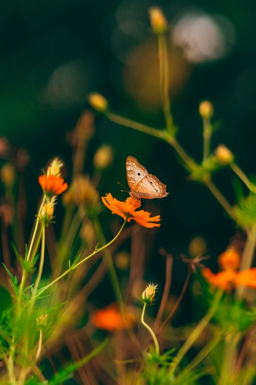Free A delicate butterfly perched on a vibrant orange flower in a lush Brazilian garden. Stock Photo