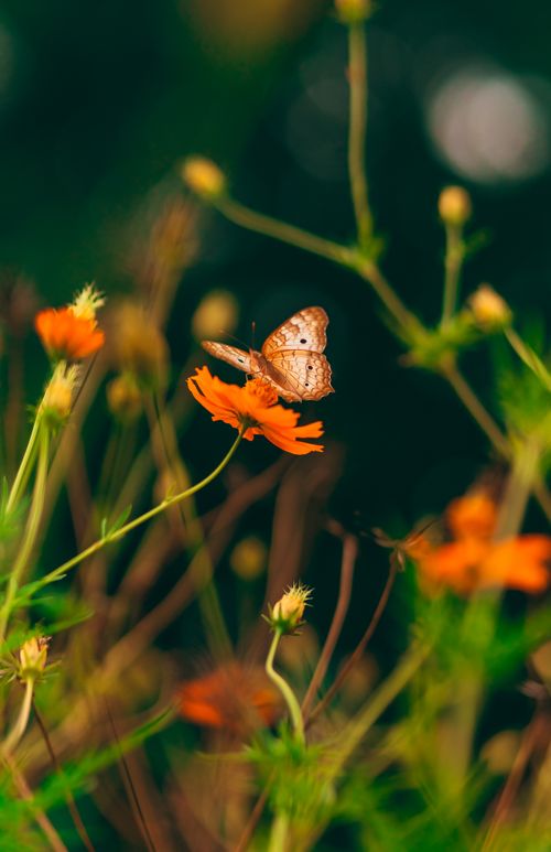 Free A close-up shot of a butterfly resting on a vivid orange flower amidst lush greenery outdoors. Stock Photo