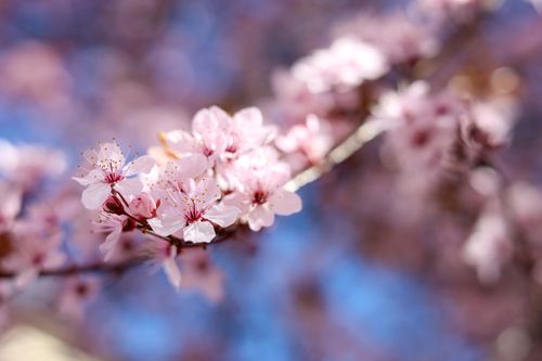 Free Vivid close-up of delicate pink cherry blossoms on a branch with blurred background, captured in springtime. Stock Photo