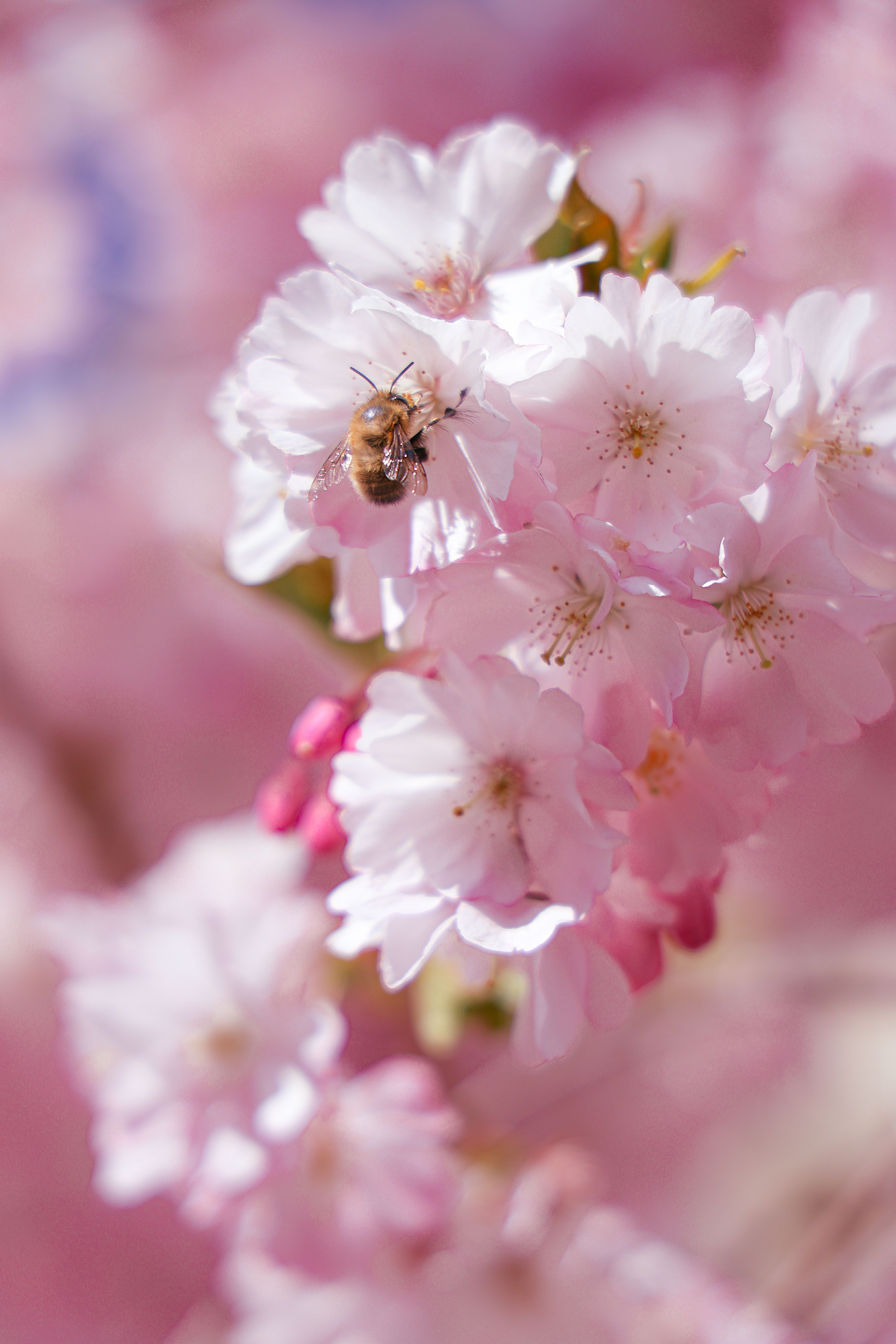 Bee Pollinating Pink Cherry Blossoms in Spring · Free Stock Photo