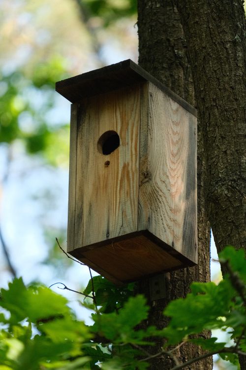 Free A rustic wooden birdhouse mounted on a tree trunk surrounded by lush green leaves. Stock Photo