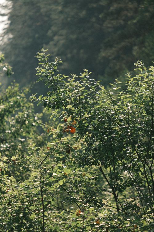 Free Lush green foliage basking in sunlight in Irpin, Kyiv Oblast, Ukraine. Stock Photo