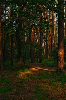 Tranquil sunlight filters through a dense forest in Irpin, Kyiv Oblast, Ukraine.