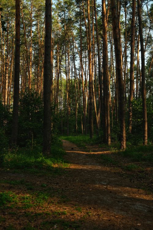 Free Tranquil forest path amidst tall trees in Irpin, Kyiv Oblast, Ukraine. Stock Photo