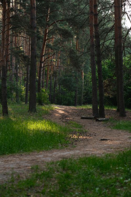 Free Peaceful forest trail surrounded by tall pine trees in Irpin, Kyiv Oblast, Ukraine. Stock Photo