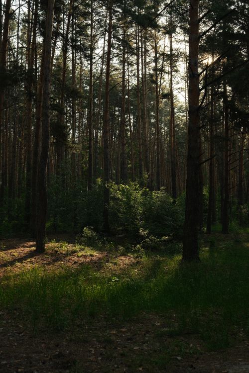 Free Tranquil forest in Irpin, Ukraine, showcasing tall trees and lush greenery. Stock Photo