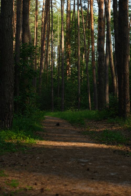 Free Serene forest trail surrounded by tall trees in Irpin, Kyiv Oblast, Ukraine. Stock Photo