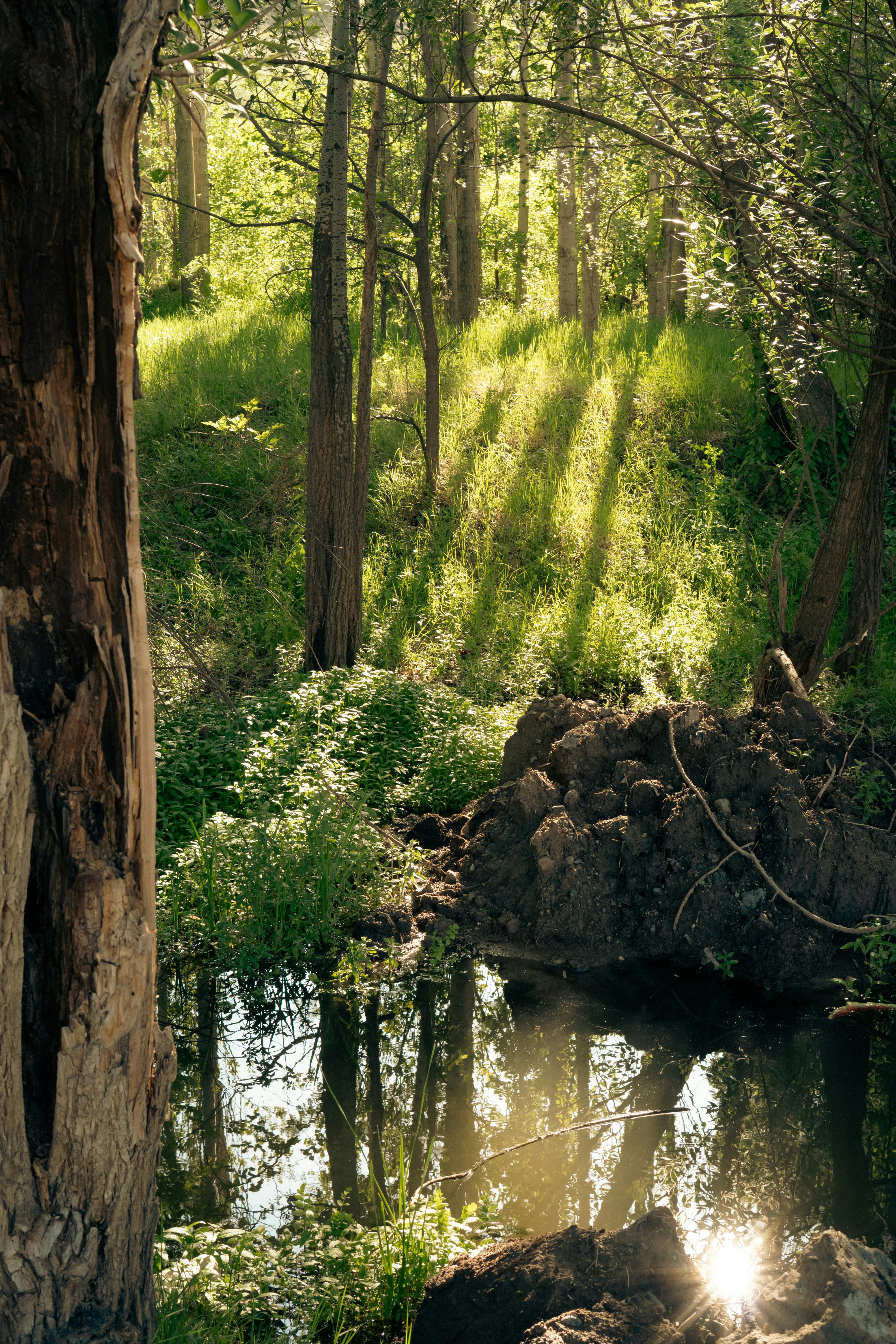 A serene forest with sunlight streaming through trees, reflecting in a calm pond.