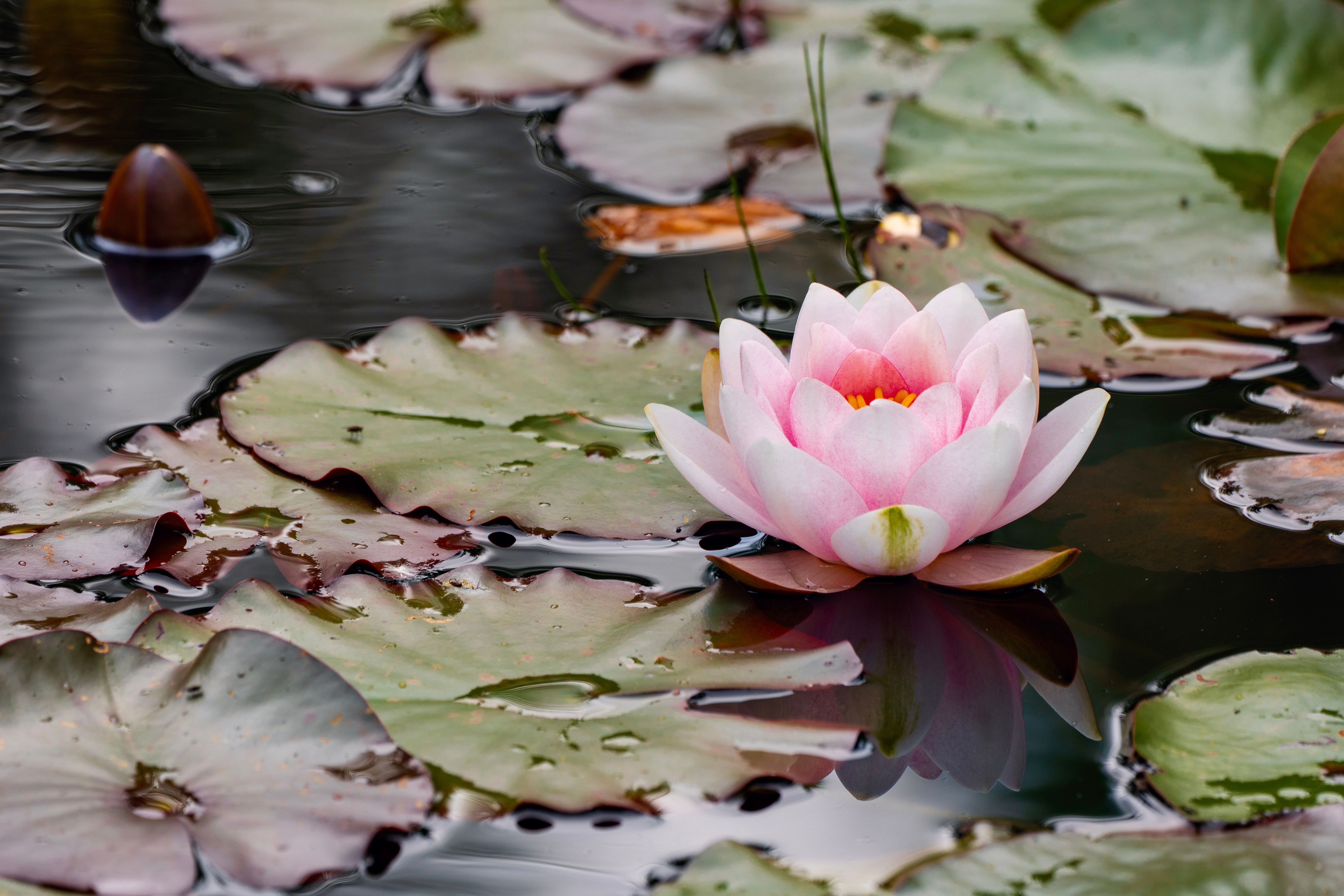 Lotus among Leaves on Pond · Free Stock Photo