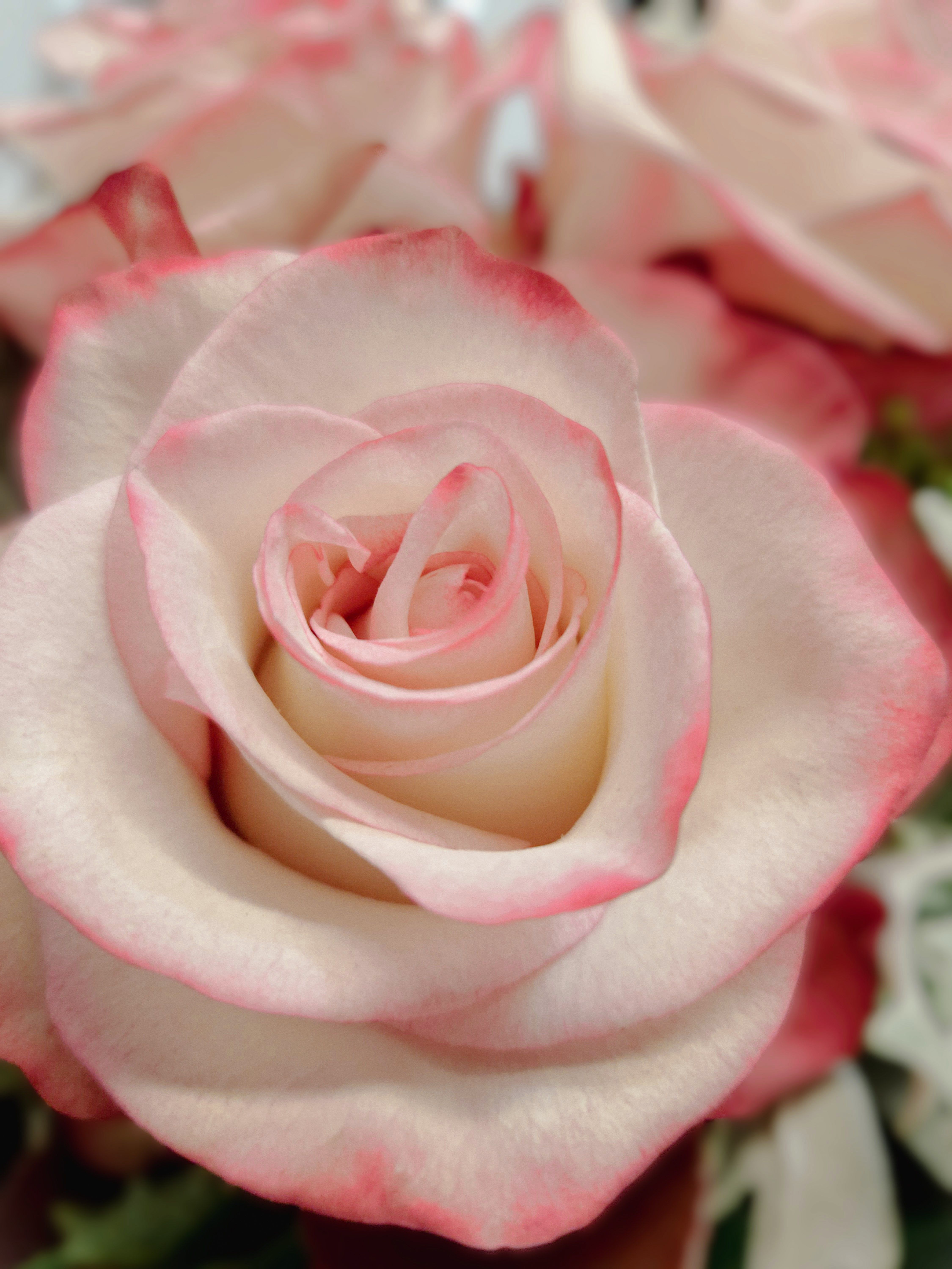 Flor Rosa · Foto profissional gratuita