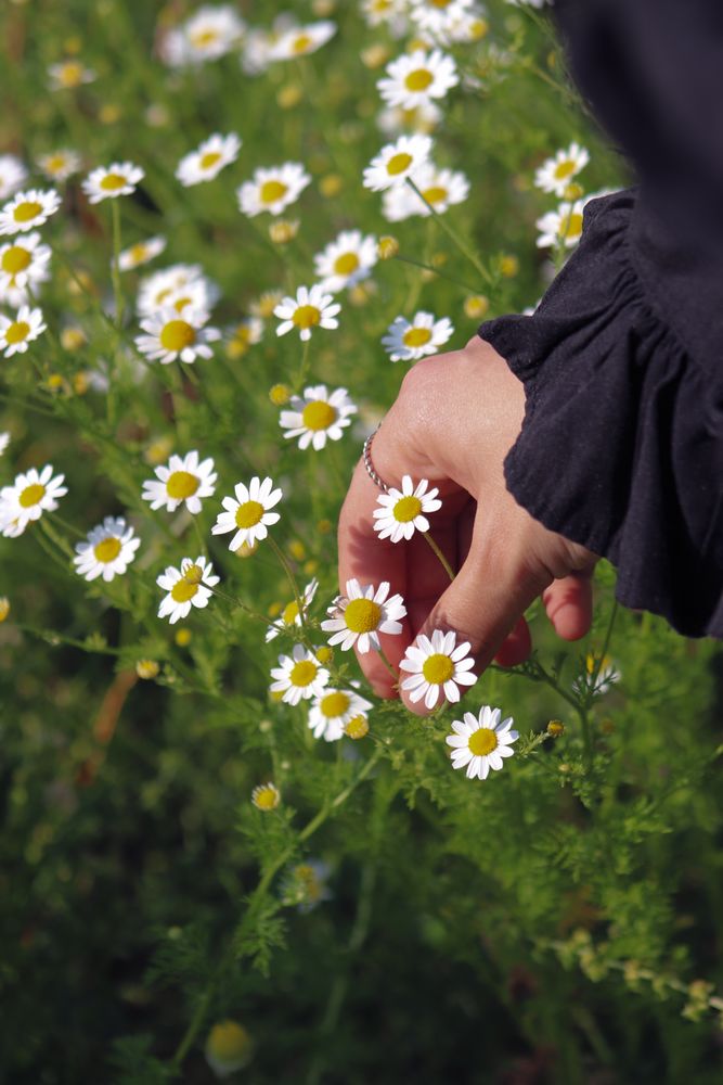 Plucking Flowers Photos, Download The BEST Free Plucking Flowers Stock ...