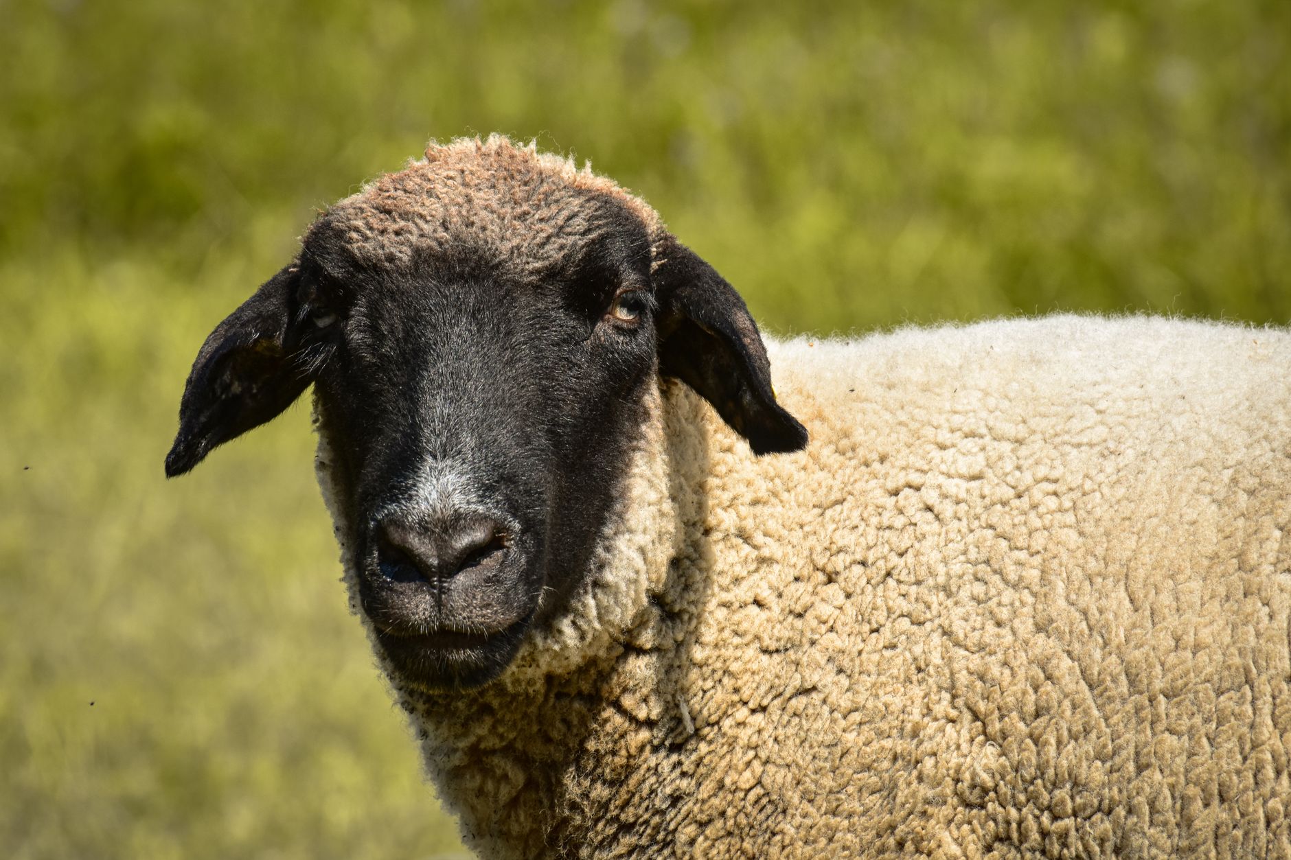 Portrait of a sheep at a veterinary clinic